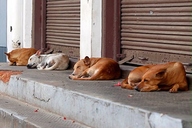Four stray dogs resting safely outside closed shops